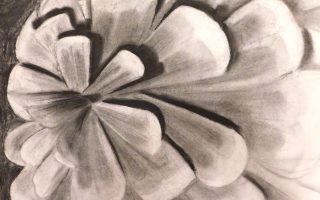 charcoal-zoom-in_pinecone