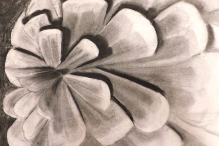 charcoal-zoom-in_pinecone