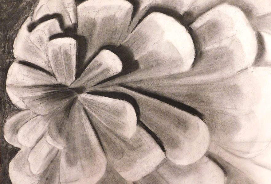 charcoal-zoom-in_pinecone
